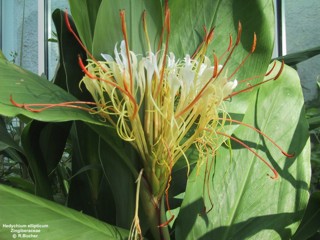 Hedychium ellipticum