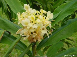 Hedychium flavescens