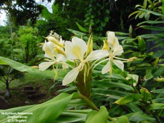 Hedychium flavescens