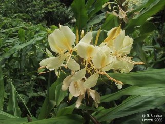 Hedychium flavum