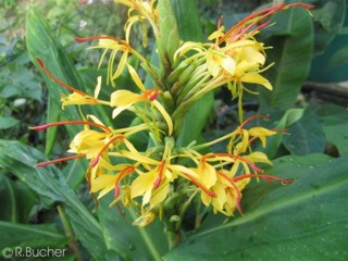 Hedychium gardnerianum