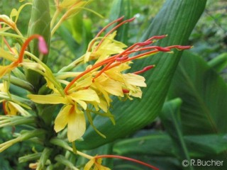 Hedychium gardnerianum