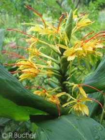 Hedychium gardnerianum 