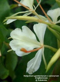 Hedychium gardnerianum x coronarium