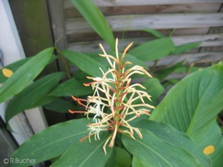 Hedychium gracile