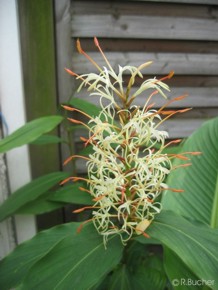 Hedychium gracile