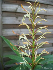 Hedychium gracile