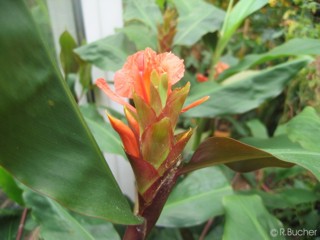 Hedychium greenii