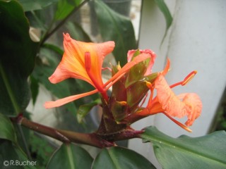 Hedychium greenii