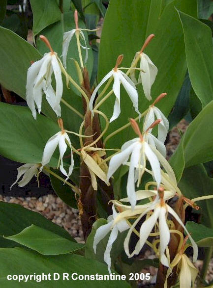 Exotische Nutz und Zierpflanzen Hedychium hasseltii