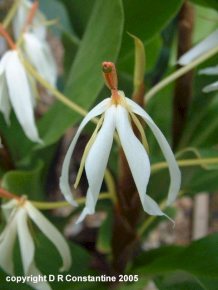 Hedychium hasseltii