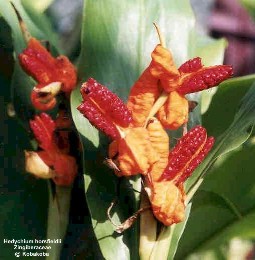 Hedychium horsfieldii