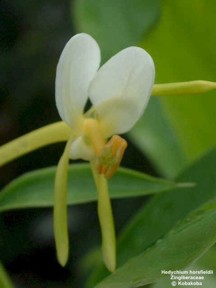 Hedychium horsfieldii