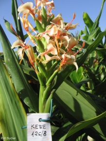 Hedychium 'Kewense'