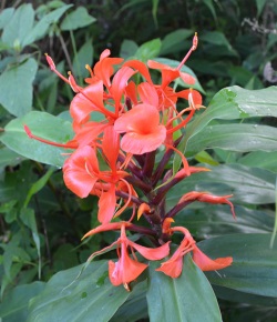 Hedychium rubrum