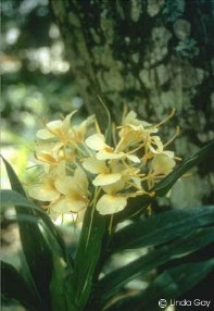 Hedychium 'Dr. Moy'