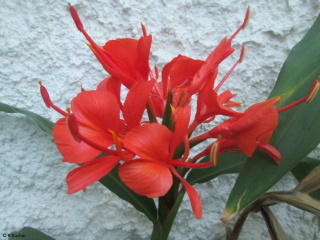 Hedychium rubrum