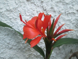 Hedychium rubrum