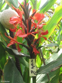 Hedychium rubrum