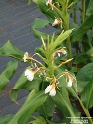 Hedychium spicatum