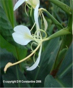 Hedychium stenopetalum