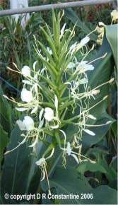 Hedychium stenopetalum