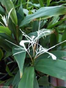 Hedychium tenuiflorum