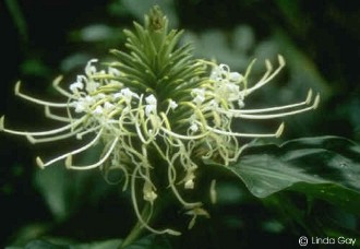 Hedychium thyrsiforme