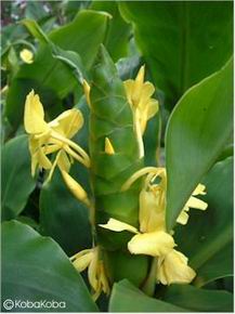 Hedychium wardii