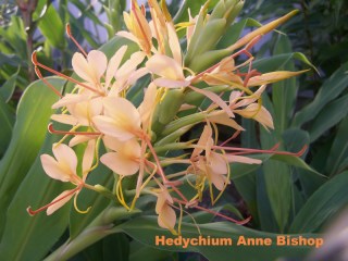 Hedychium 'Anne Bishop'