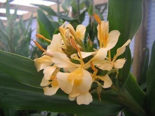 Hedychium 'Daniel Weeks'