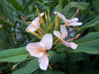 Hedychium 'Double Eagle'