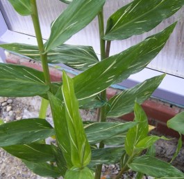 Hedychium 'Dr. Moy'