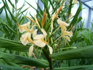 Hedychium 'Lemon Sherbet'