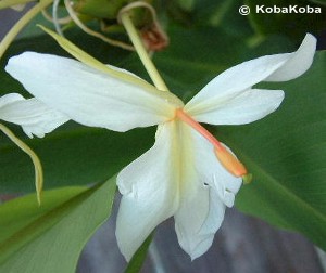 Hedychium 'Luna Moth'