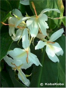 Hedychium 'Luna Moth'