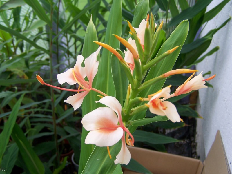 Exotische Nutz und Zierpflanzen Hedychium 'Pink V'
