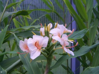 Hedychium 'Samsheri'