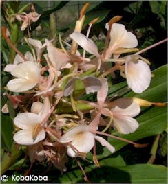 Hedychium 'Samsheri'