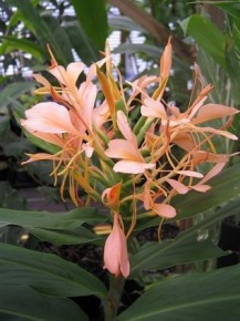 Hedychium 'Sherry Baby'