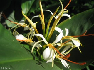 Hedychium yunnanense