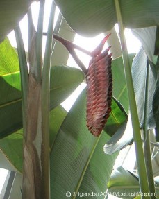 Heliconia mariae