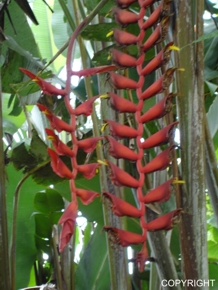 Heliconia excelsa