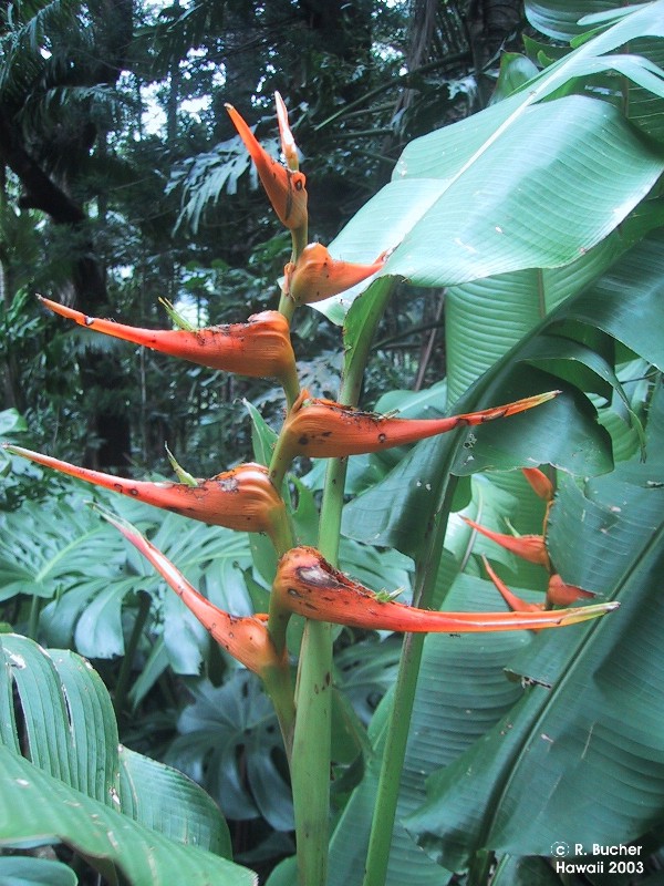 Exotische Nutz und Zierpflanzen Heliconia latispatha