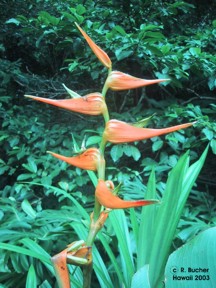 Heliconia latispatha