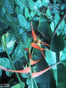 Heliconia latispatha