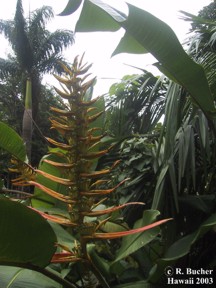 Heliconia lingulata