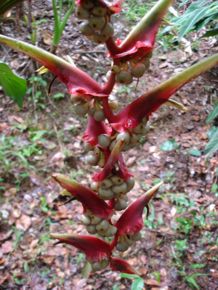 Heliconia riopalenquensis