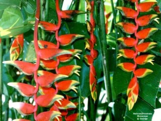 Heliconia rostrata