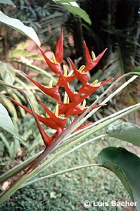 Heliconia velloziana